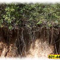 Erosion Control with Live Oak Landscapes