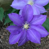 Use this perennial vine or any of the many varieties of Clematis to add blooming color to any fence or trellis.