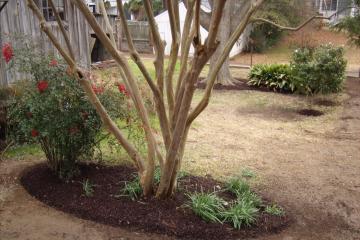 Live Oak Landscaping Example