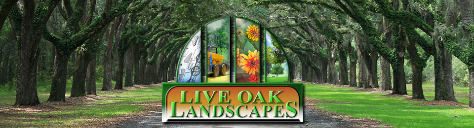 Live Oak Landscapes